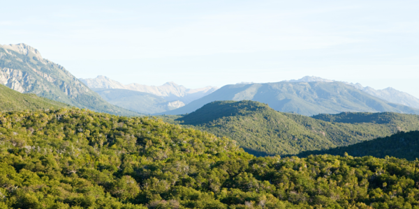 Landscape for Jujuy native forests potential article
