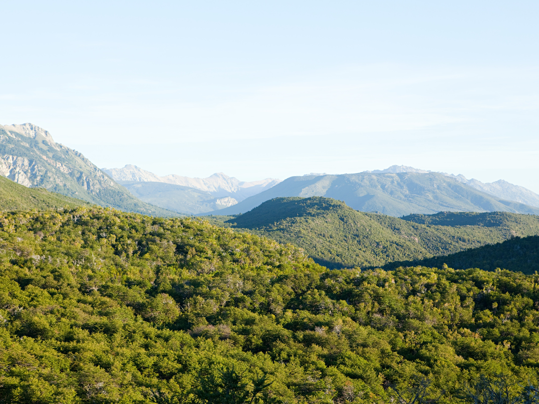 Landscape for Jujuy native forests potential article
